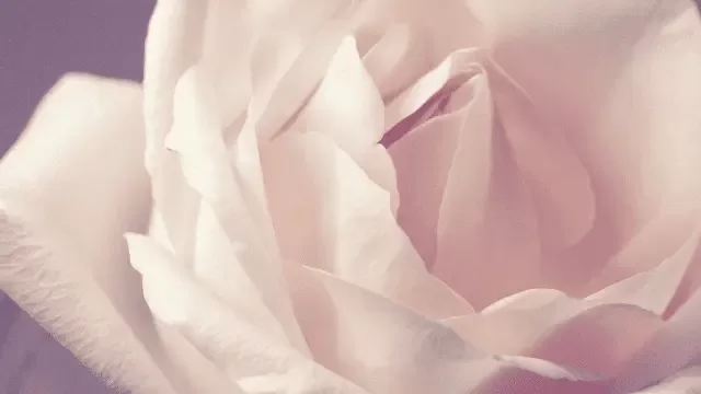 ピンクのバラの花の写真