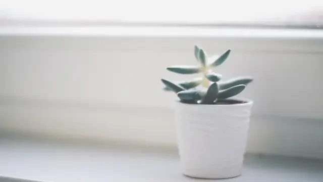 窓際の白い植木鉢の観葉植物の写真