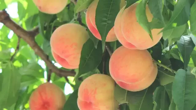 桃の木に実がなっている写真